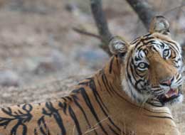 Temples and Tigers of India